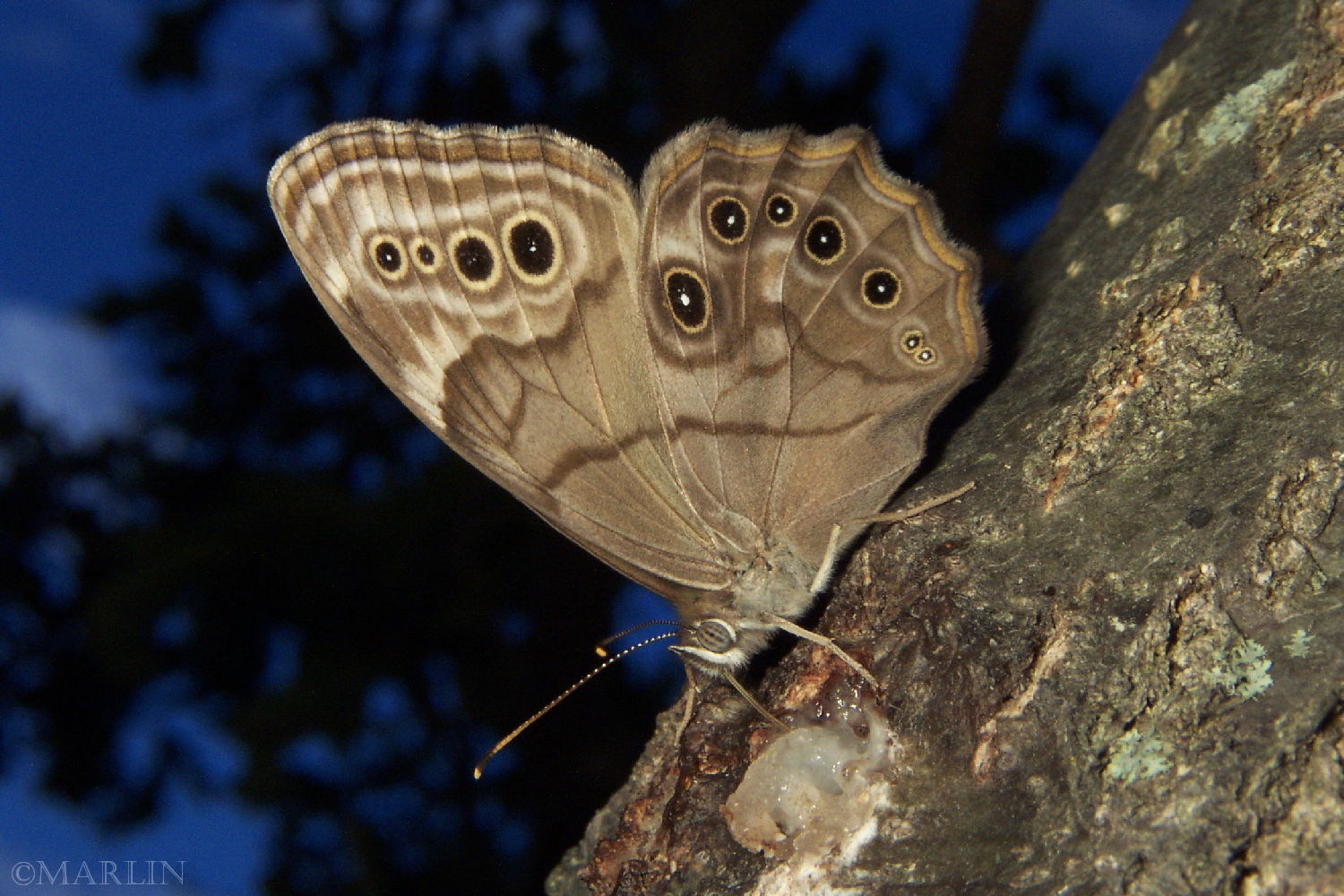 Northern Pearly Eye Butterfly 1000