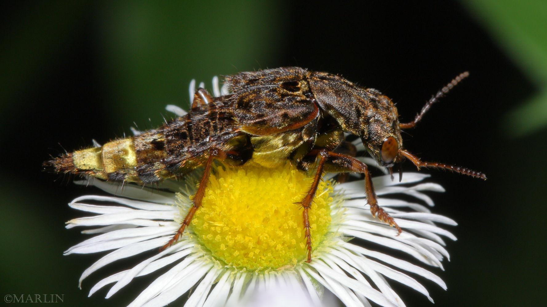 Rove Beetle Ontholestes cingulatus