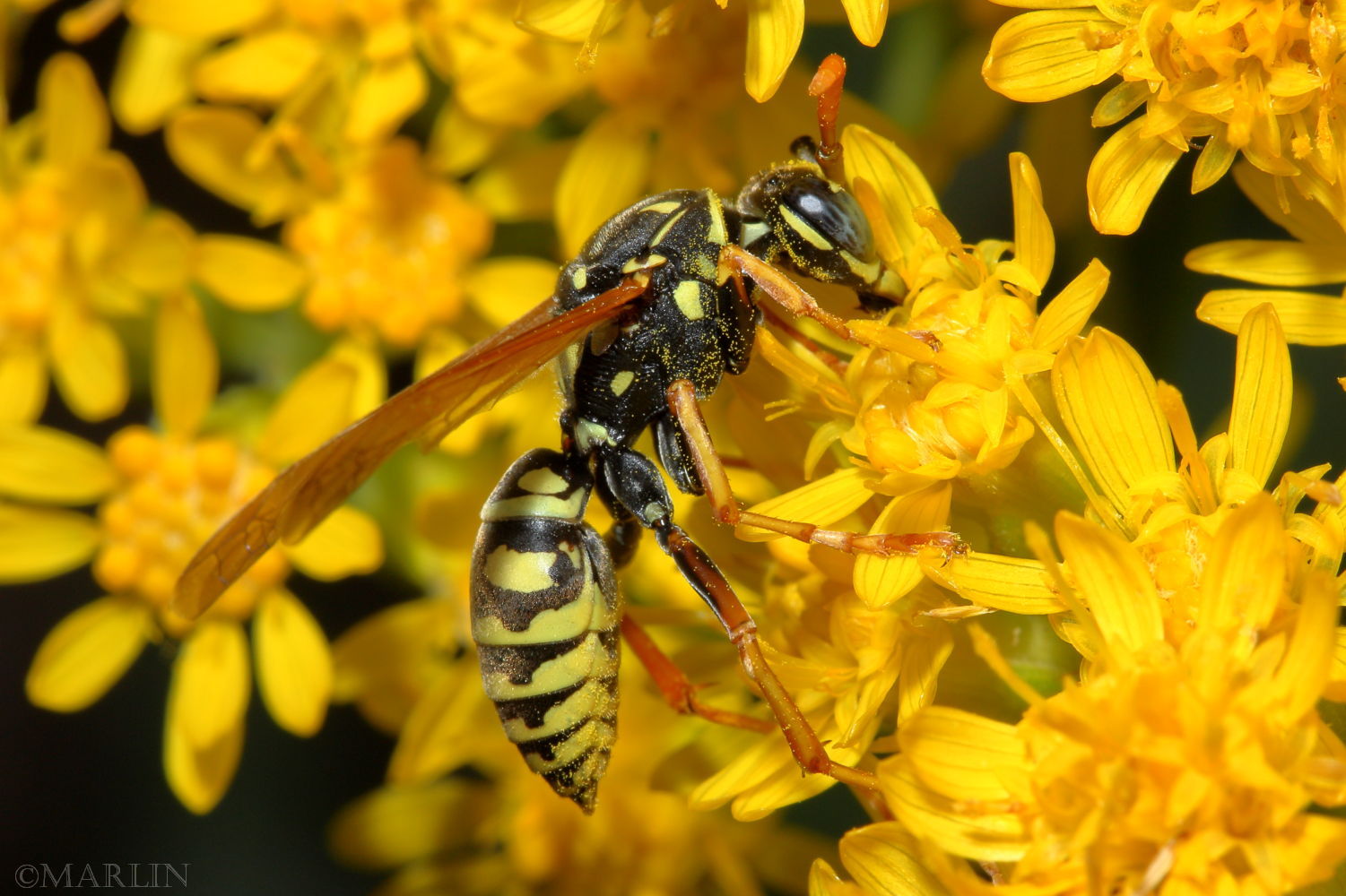 Paper Wasp - Polistes dominula
