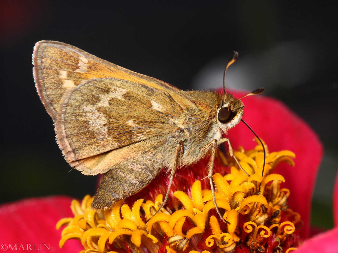 Sachem Skipper Butterfly