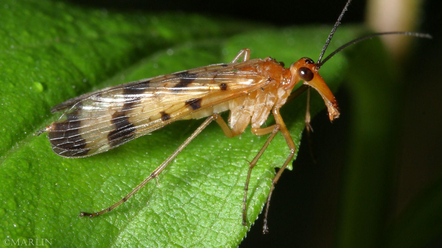 American Basswood or Linden - North American Insects & Spiders