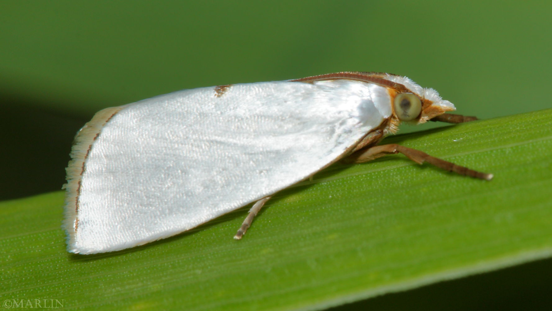 Snowy Urola Moth -  Urola nivalis