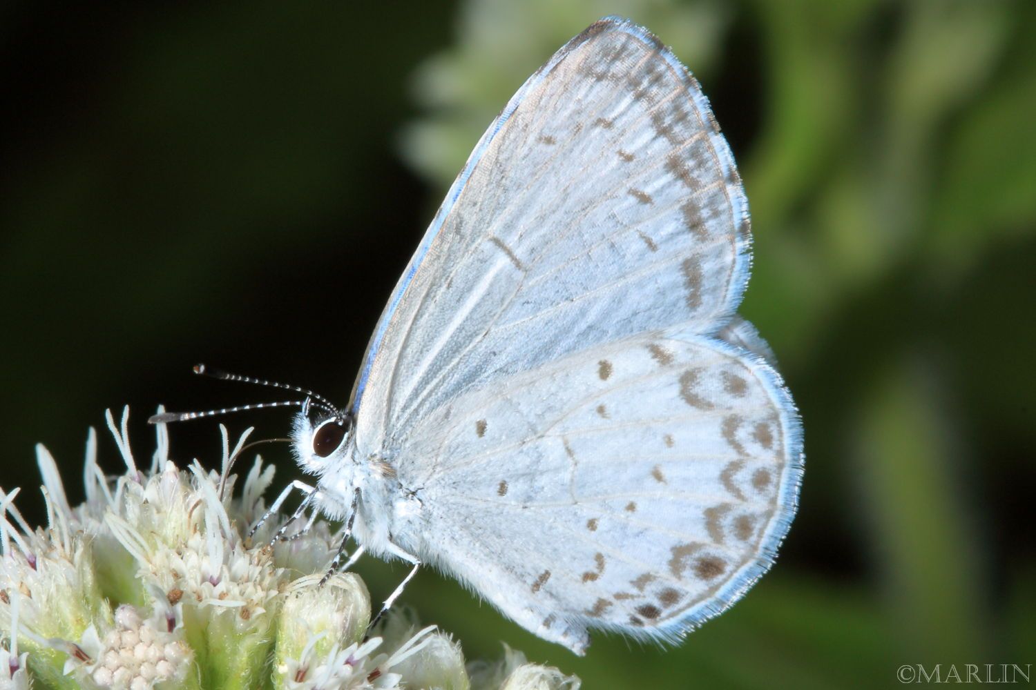 Summer Azure Butterfly Celastrina neglecta