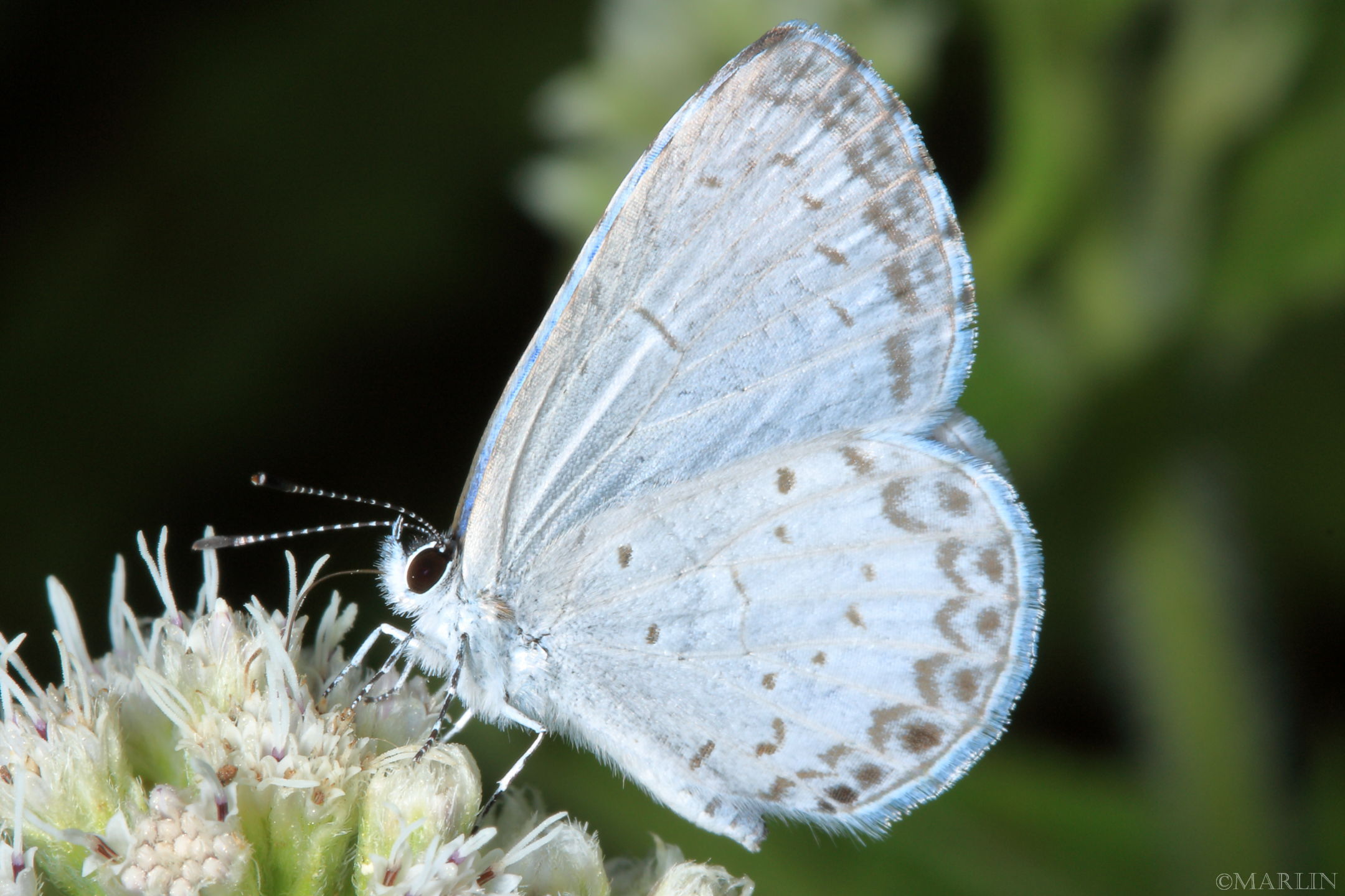 Summer Azure - Alabama Butterfly Atlas