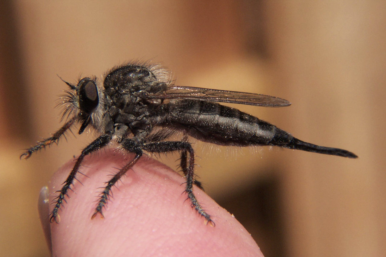 robber fly Efferia aestuans
