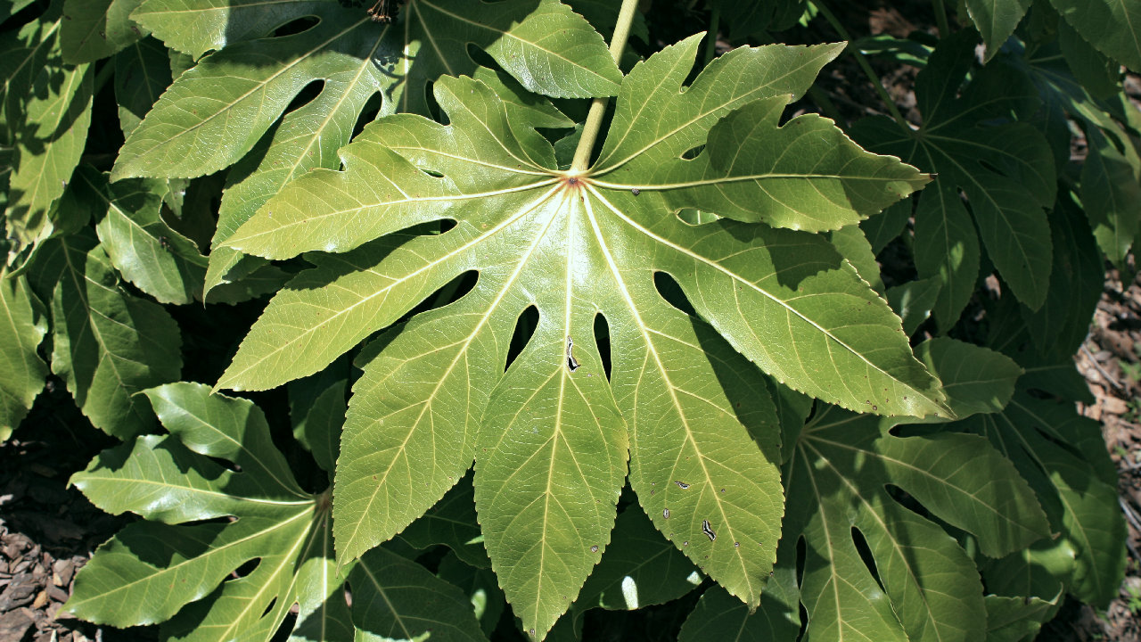 Japanese Aralia Foliage
