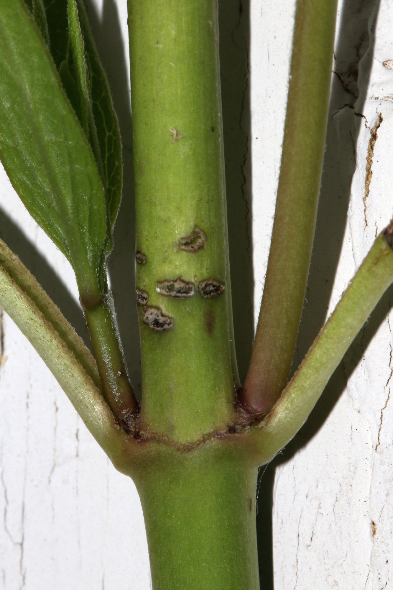 Asclepias incarnata stem damage