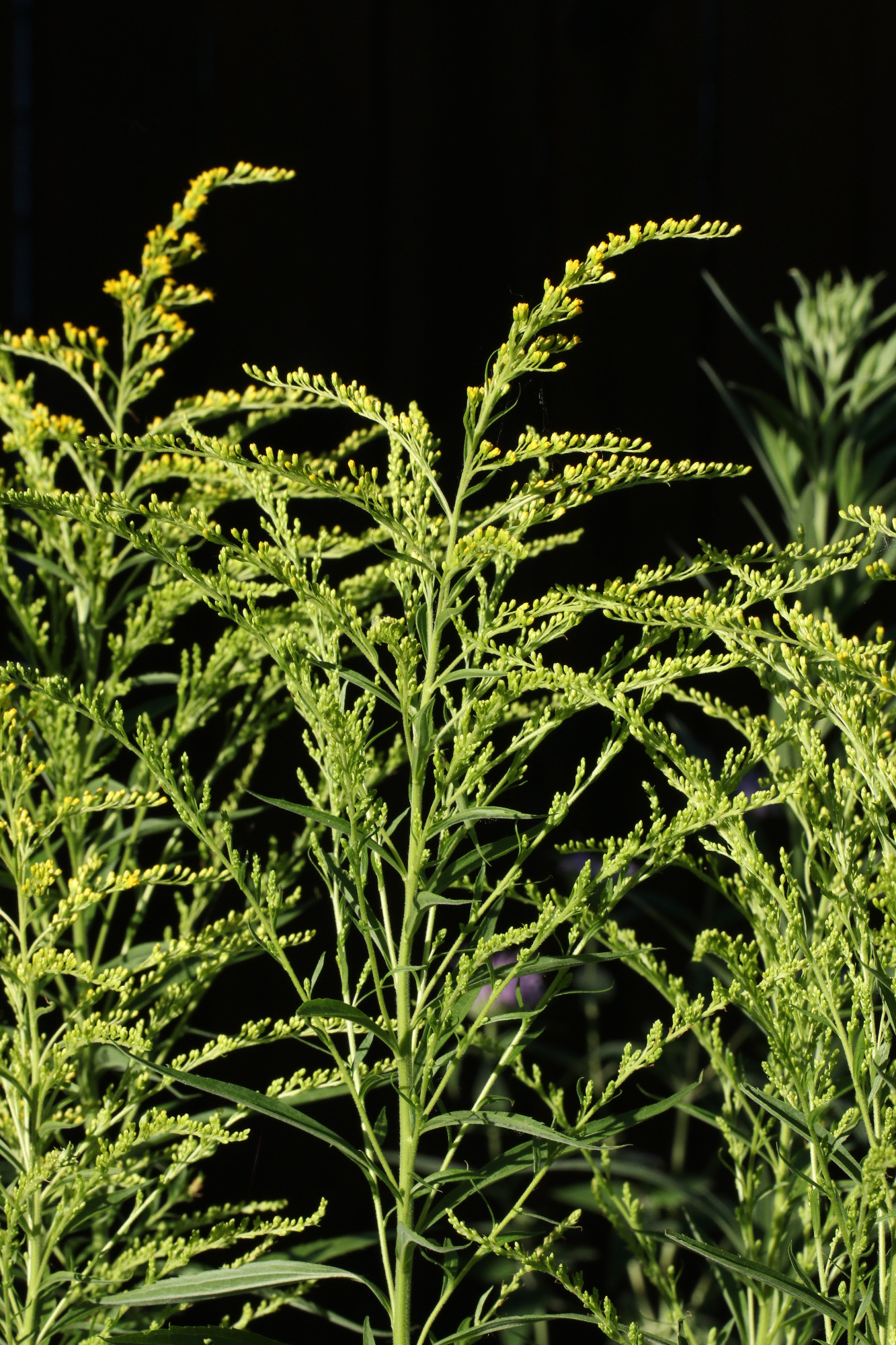 goldenrod 7-3-2025