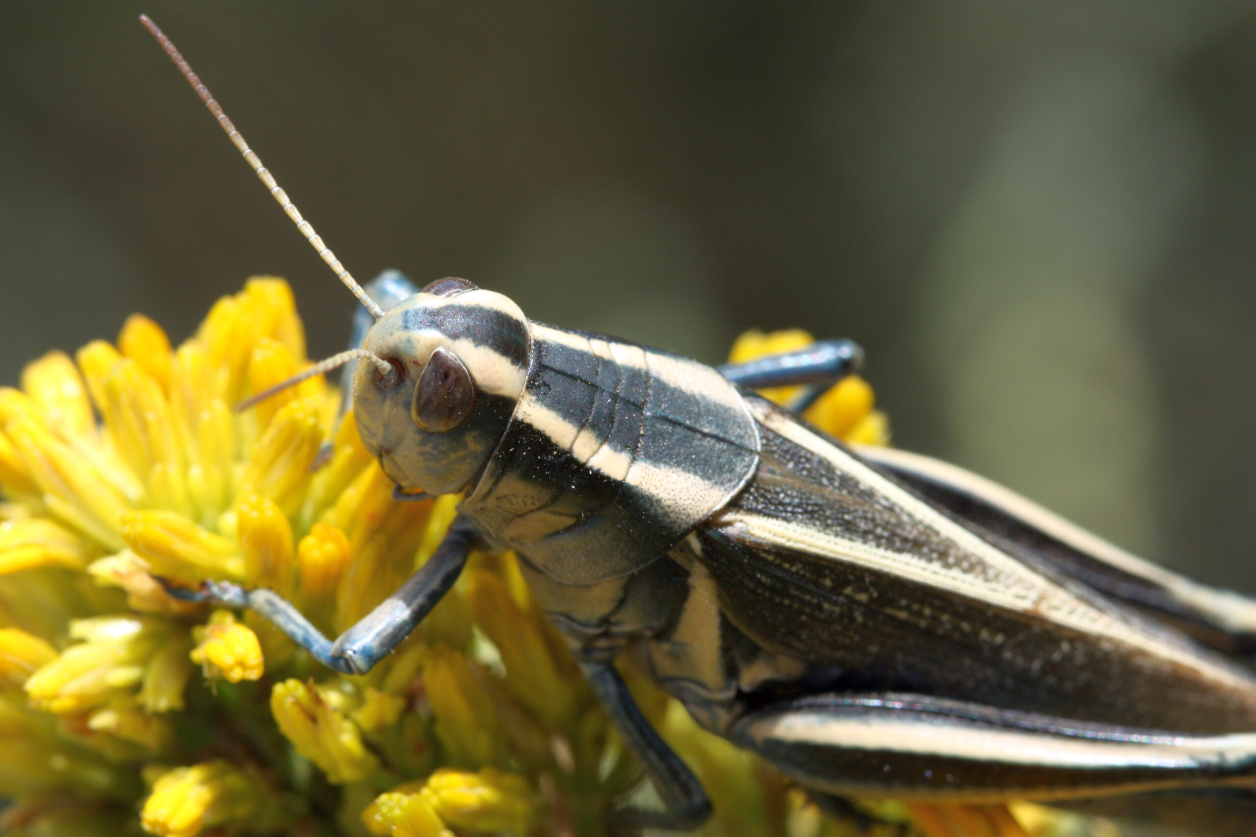 Melanoplus bivittatus
