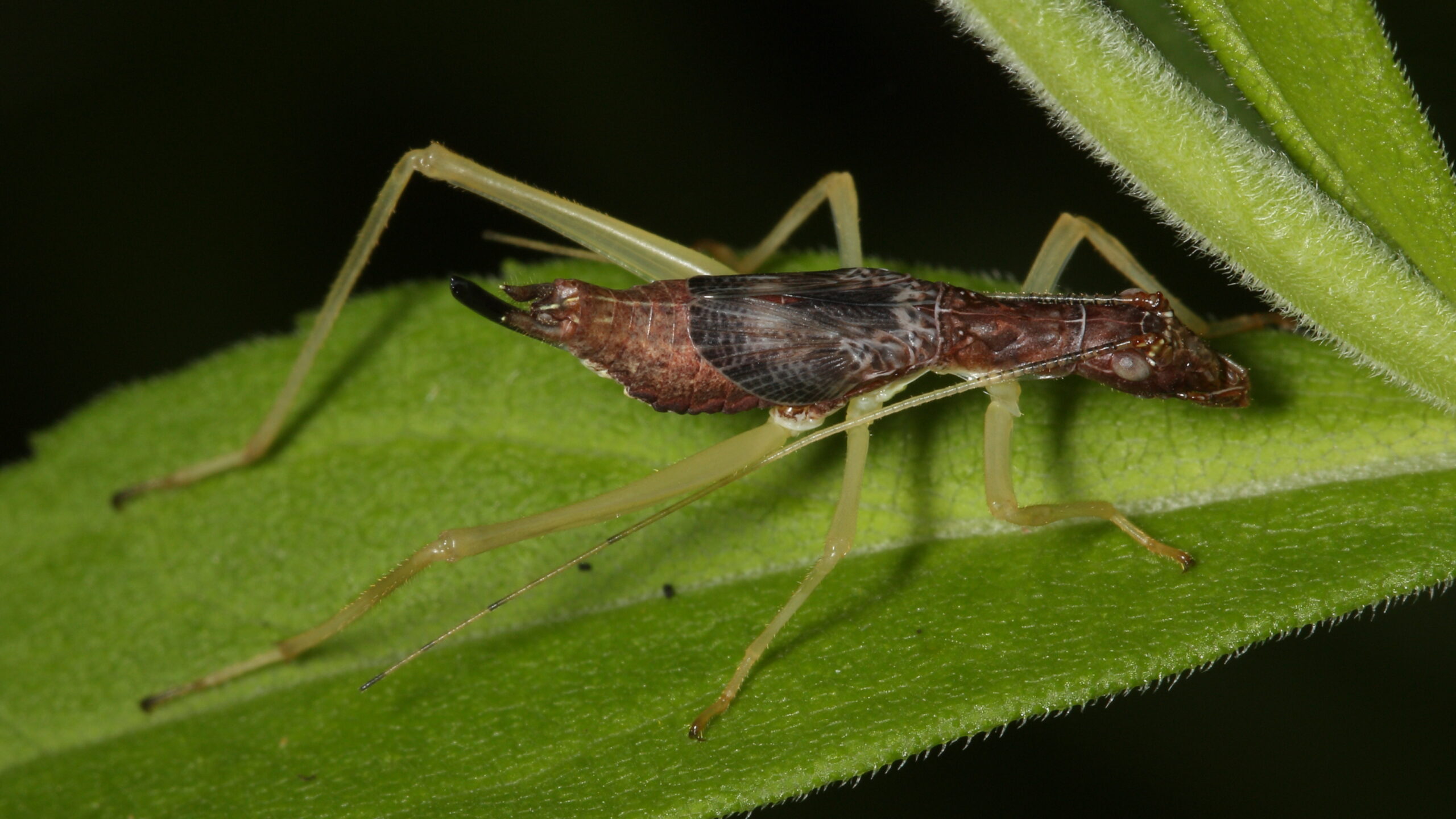 Two-Spotted Tree Cricket - Neoxabea bipunctata