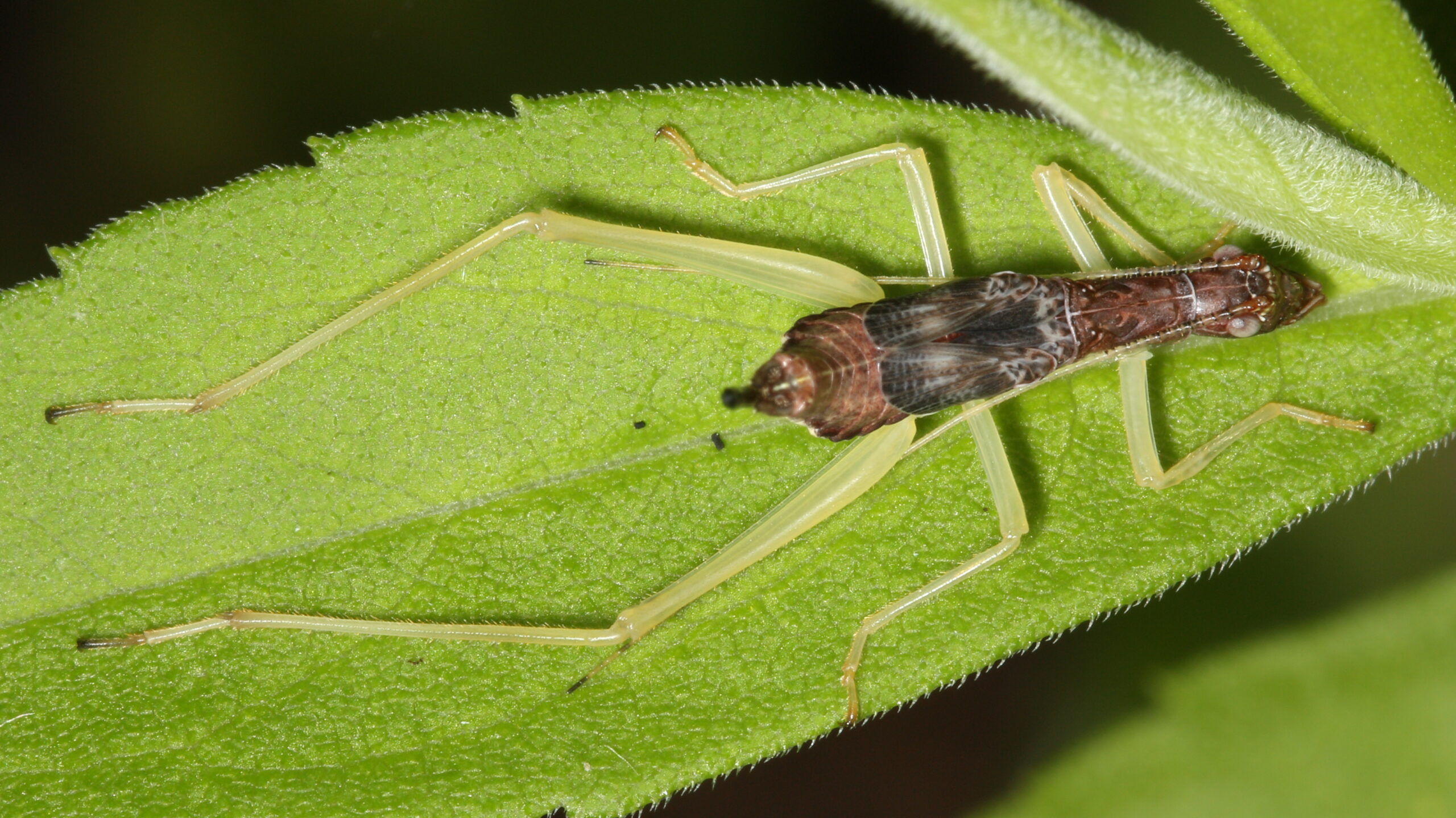 Two-Spotted Tree Cricket - Neoxabea bipunctata