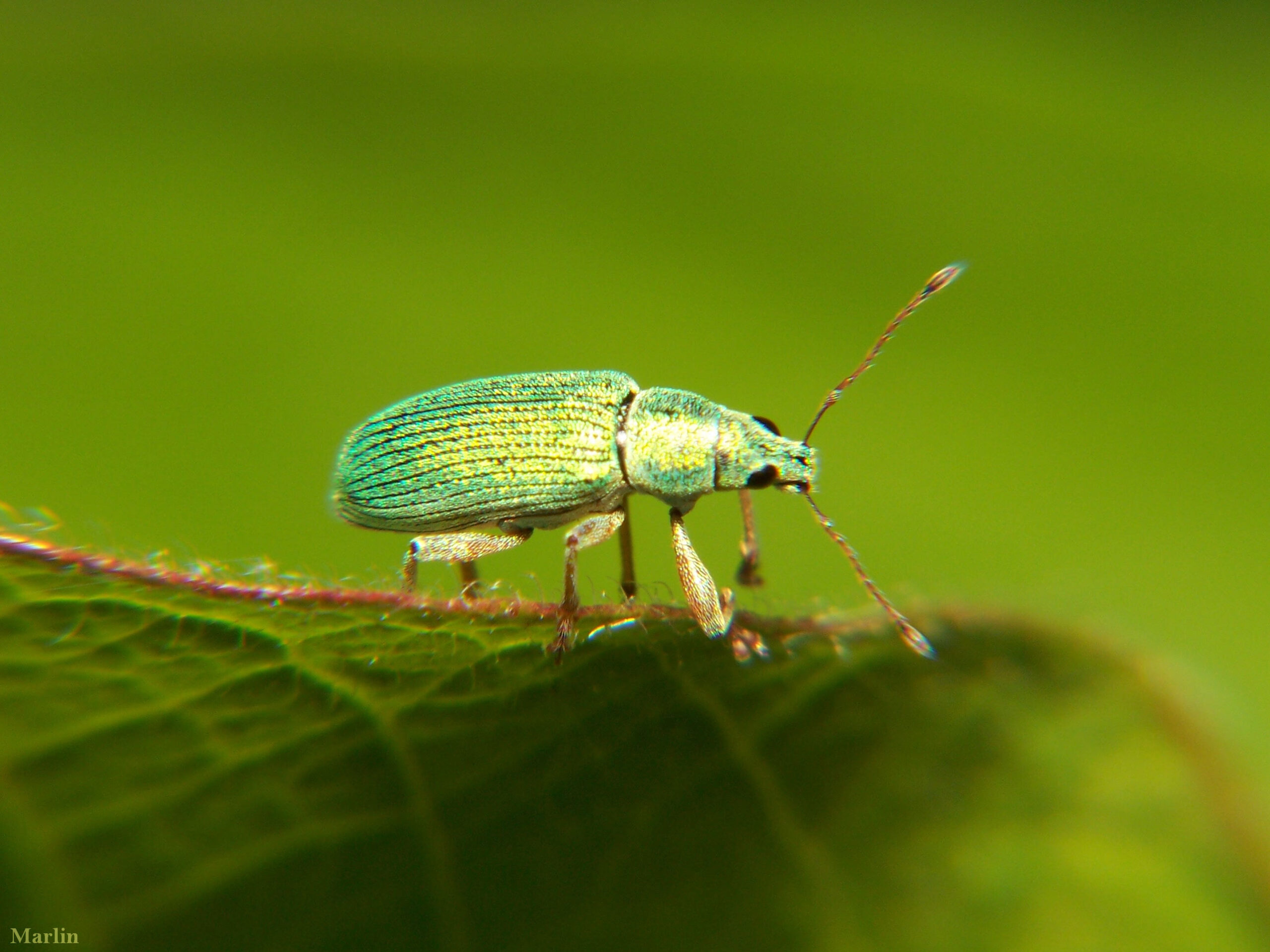 Polydrusus weevil