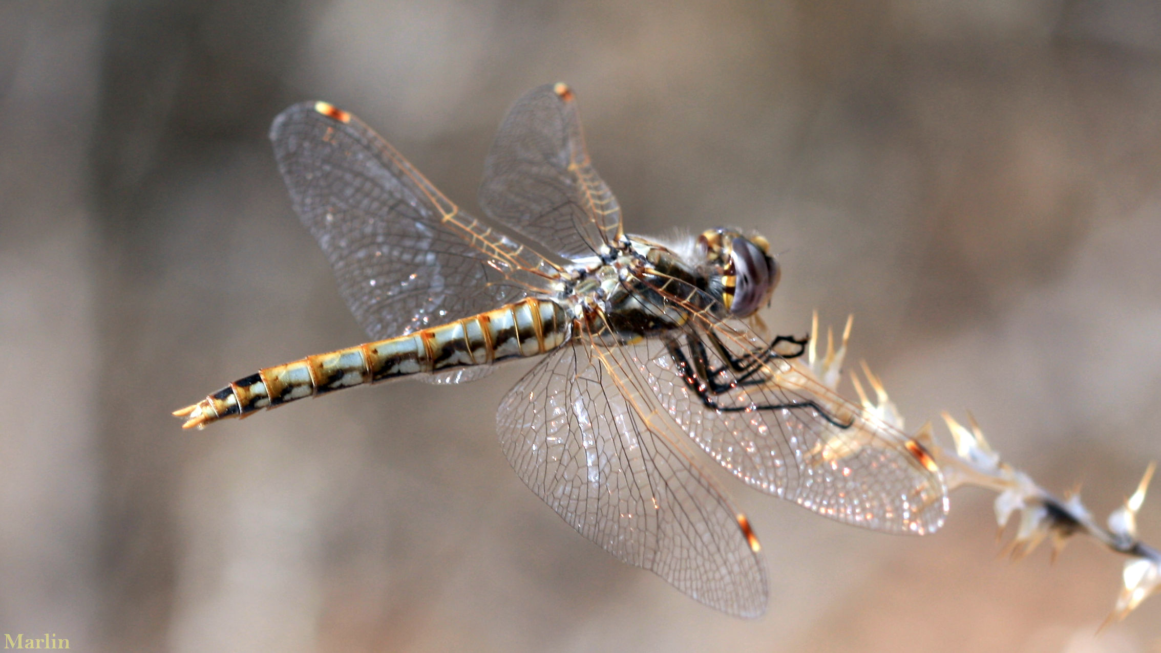Variegated Meadowhawk - Sympetrum corruptum