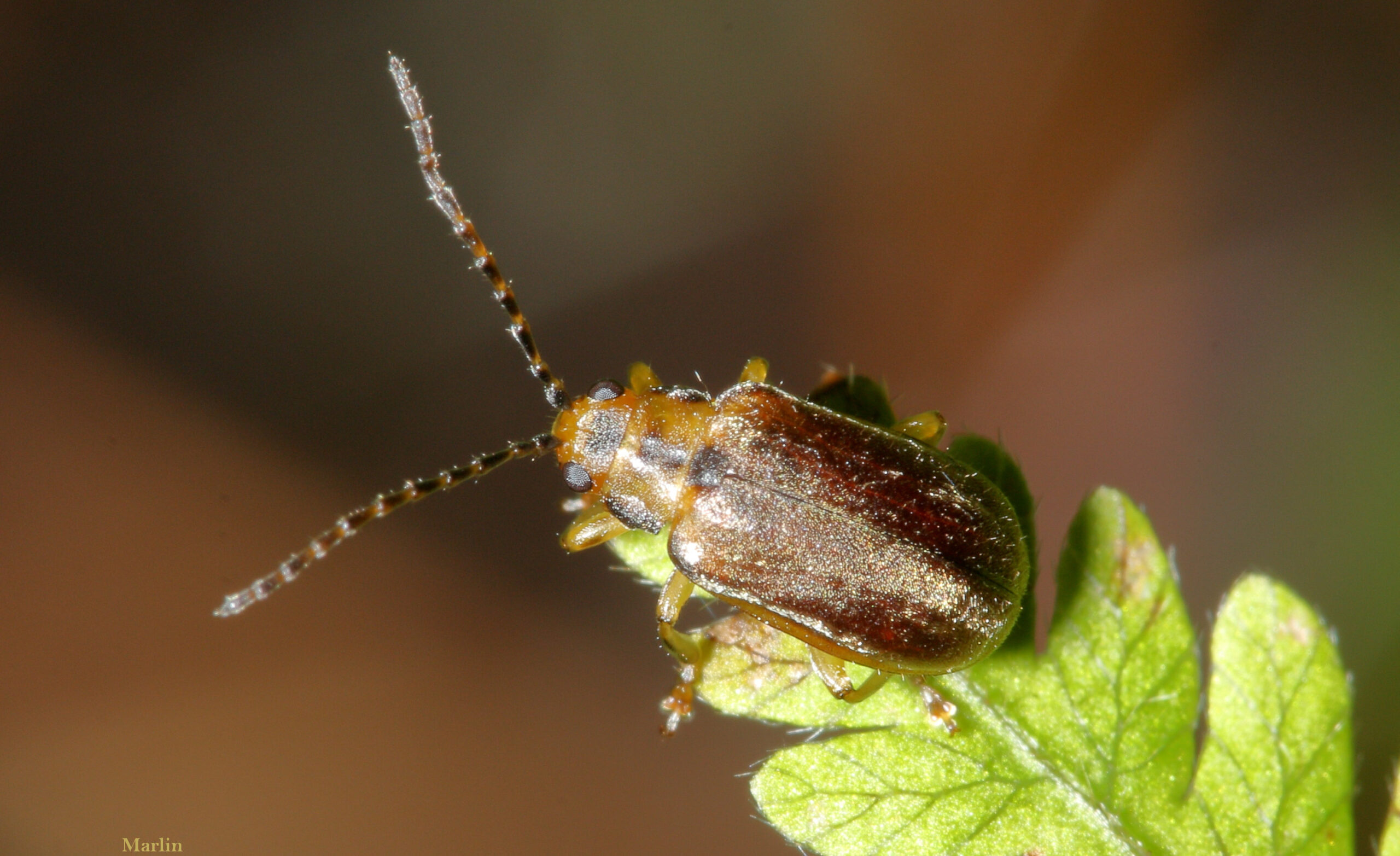 Tricholochmaea viburni dorsal