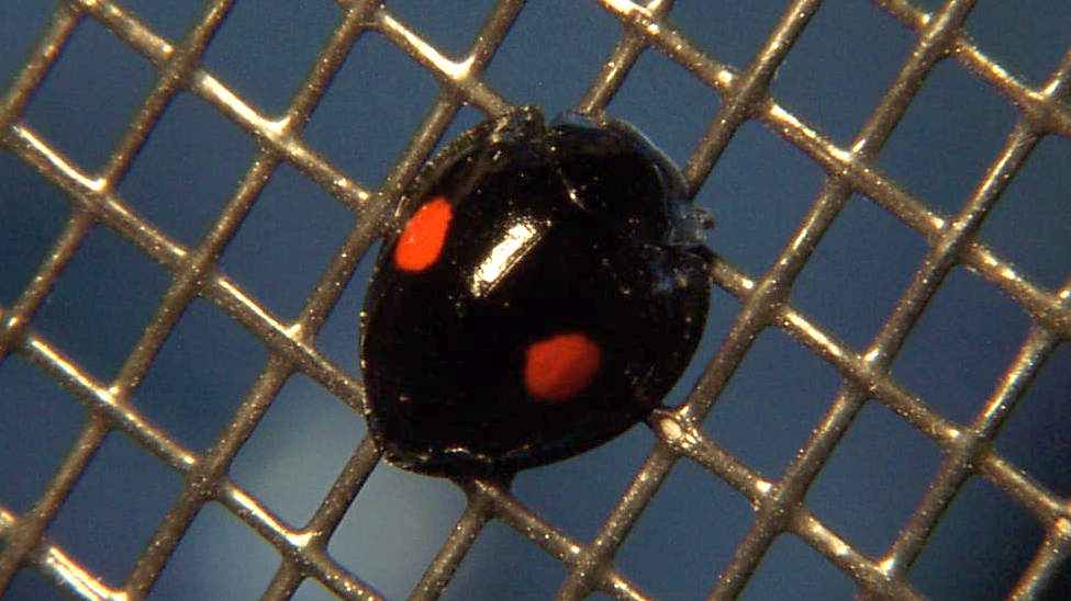 Twice-stabbed Lady Beetle – Chilocorus stigma