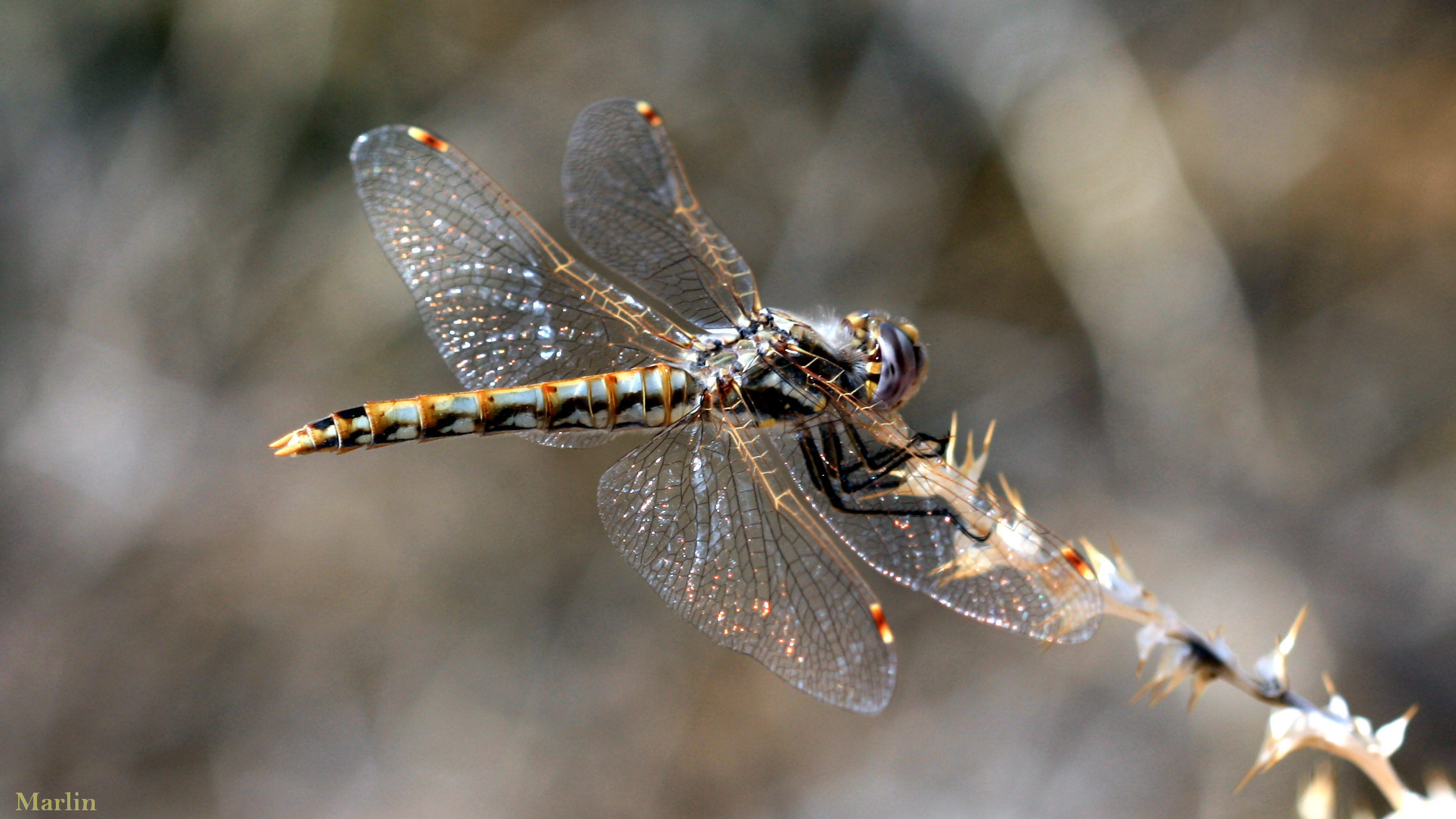 The presence and abundance of dragonflies and damselflies may be taken as an indicator of ecosystem quality. Local populations can be strongly affected by any change in water flow, turbidity, or in aquatic or waterside vegetation. The greatest numbers of species are found at sites which offer a wide variety of microhabitats, prey, and clean water. Odonate nymphs are aquatic, and as such need unpolluted water. Dragonfly mating logistics seem to me one of the more ridiculous contrivances in the animal kingdom. I followed these two green darners around for more than an hour; its quite comical to see them fly in tandem hooked together thus. They are quite good at it, however.