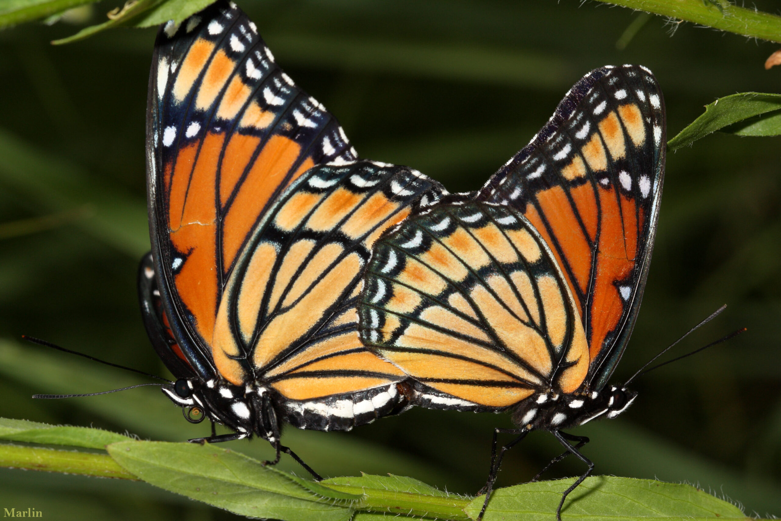 Viceroy Butterfly - Limenitis archippus