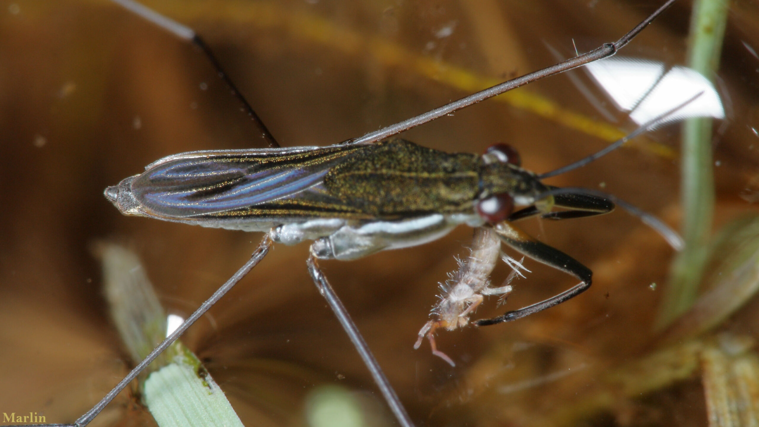 Water Strider - Gerris spp