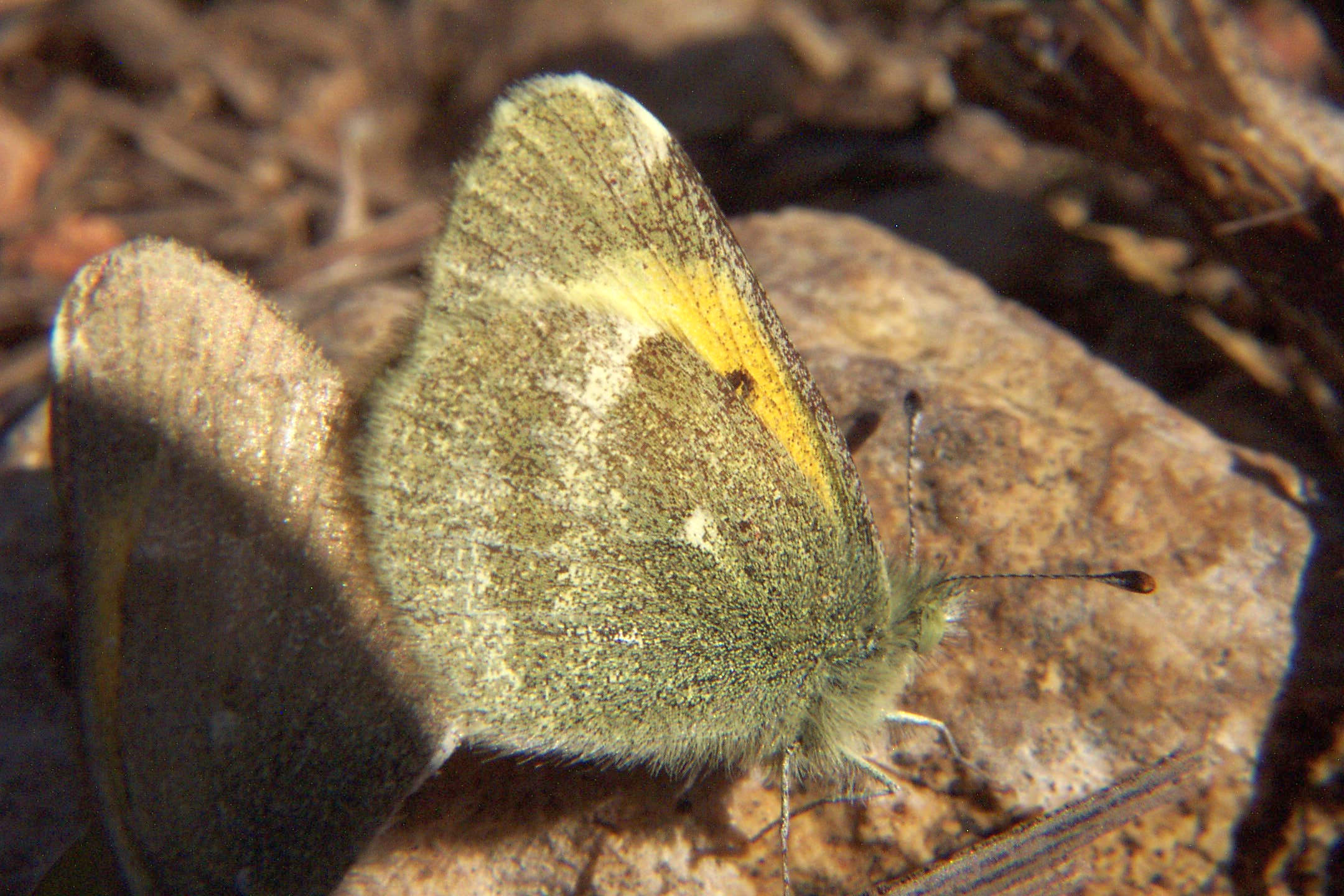 Dainty Sulphur Butterfly - Nathalis iole MALE