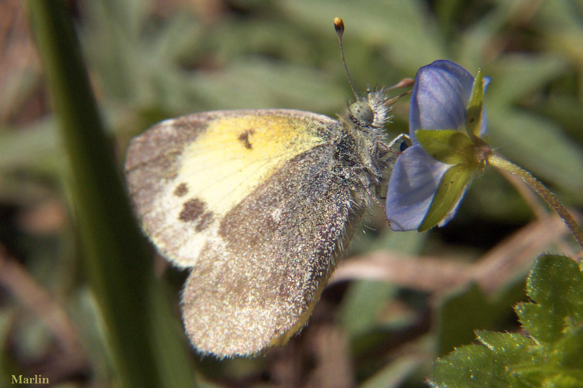 Dainty Sulphur Butterfly – Nathalis iole on Persian Speedwell Veronica persica