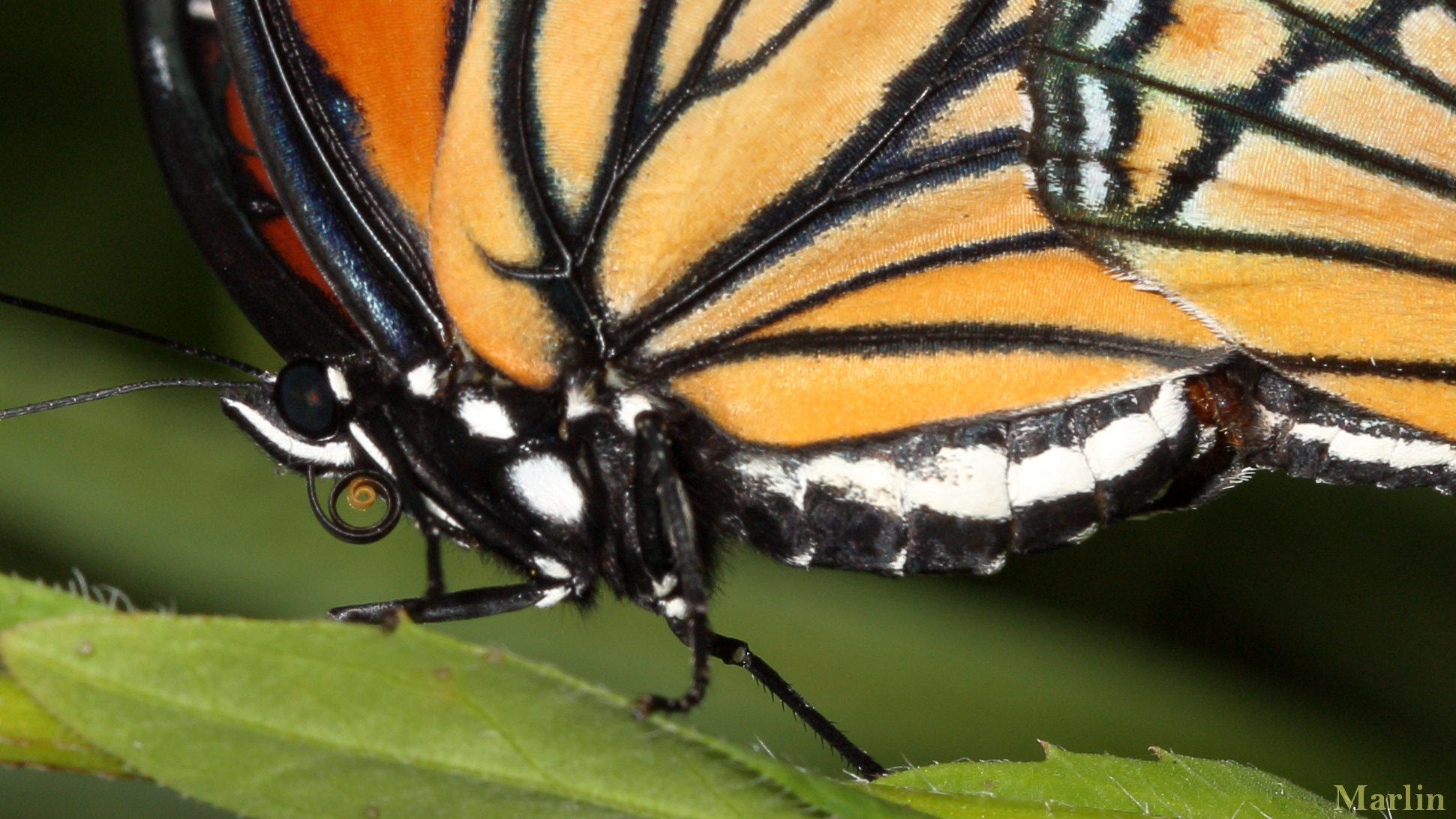Viceroy Butterfly - Limenitis archippus