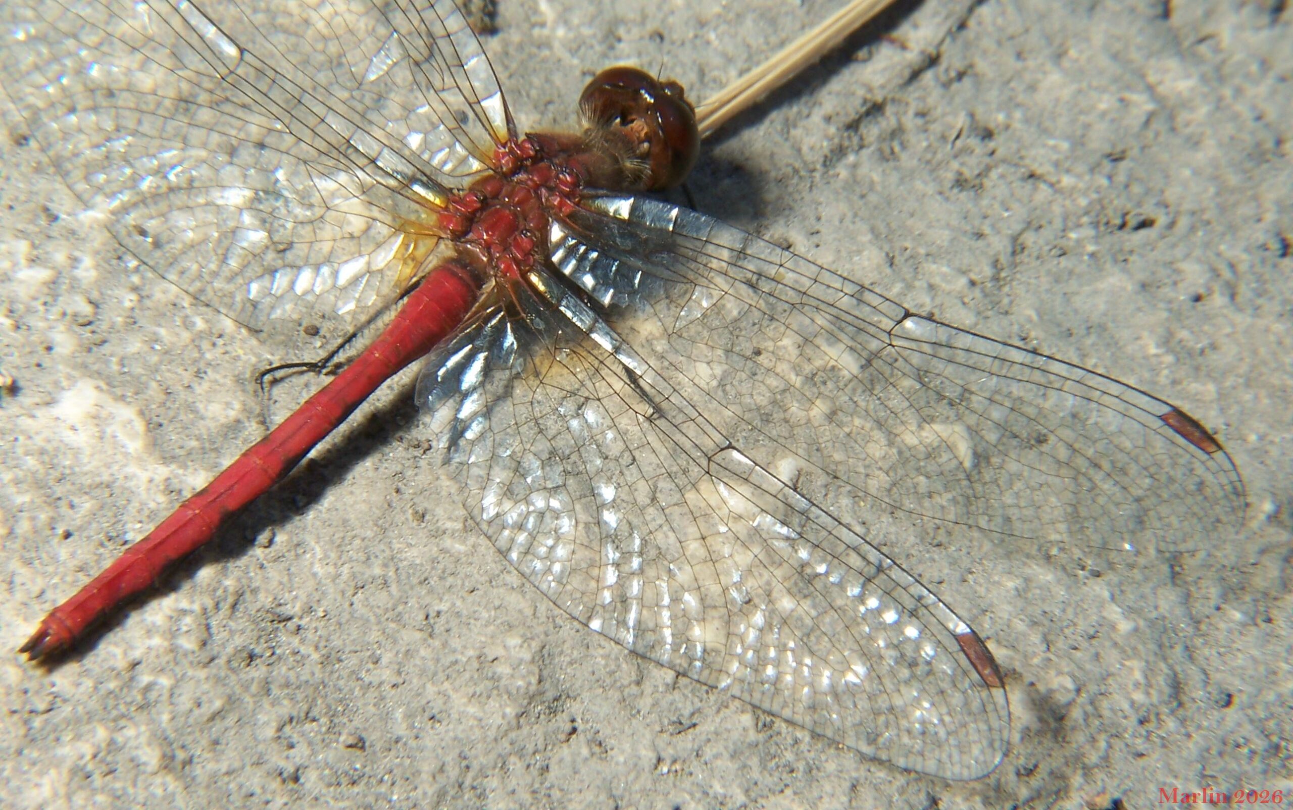 meadowhawk dragonfly wings detail