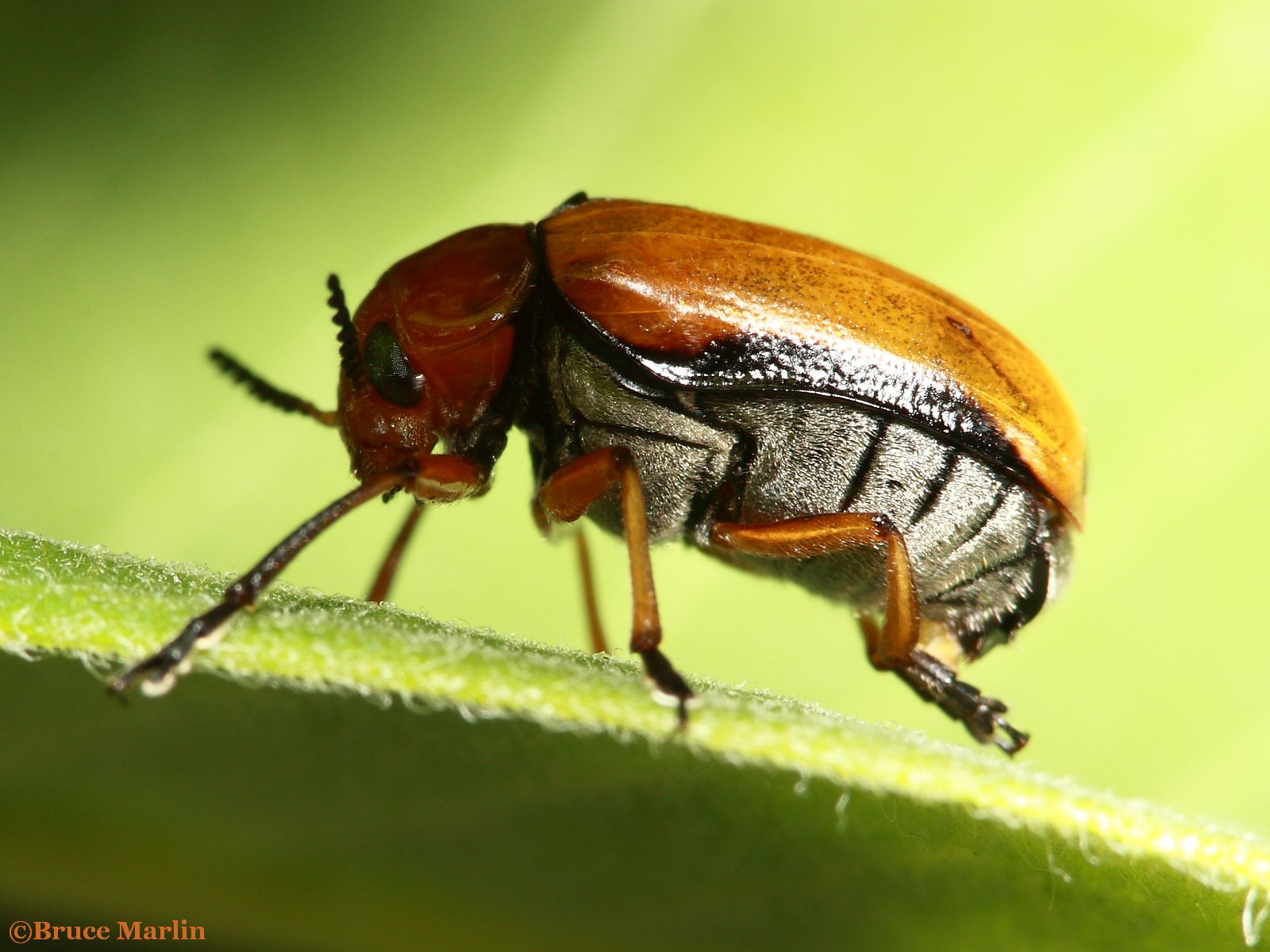 Clay-Colored Leaf Beetle