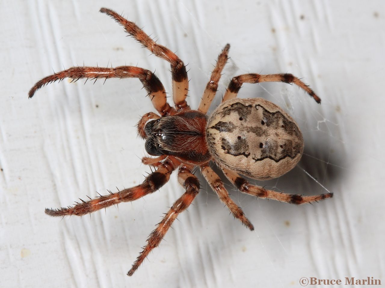 color macro photo of Furrow orbweaver mature female = 12mm