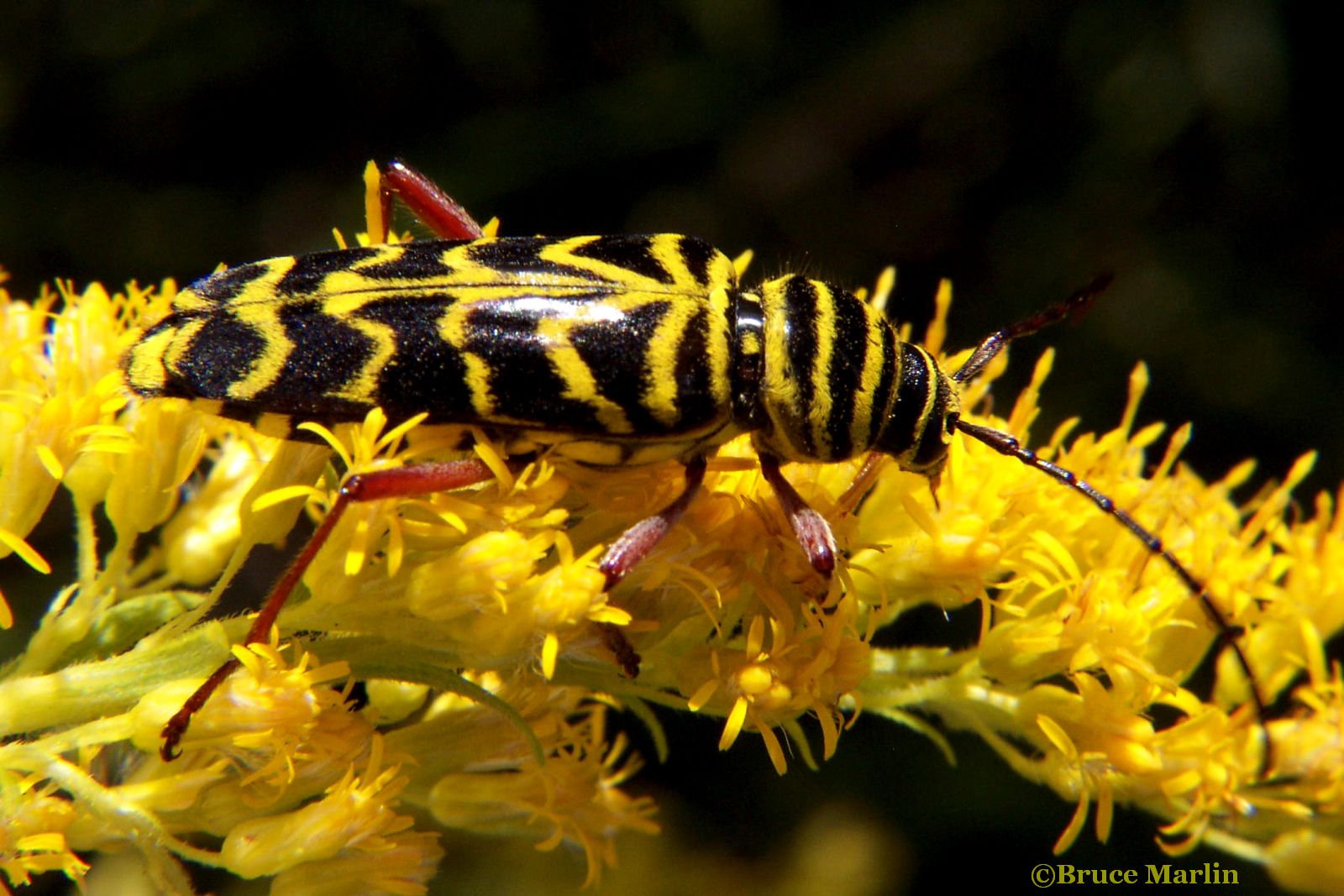 color photo locust borer beetle on goldenrod