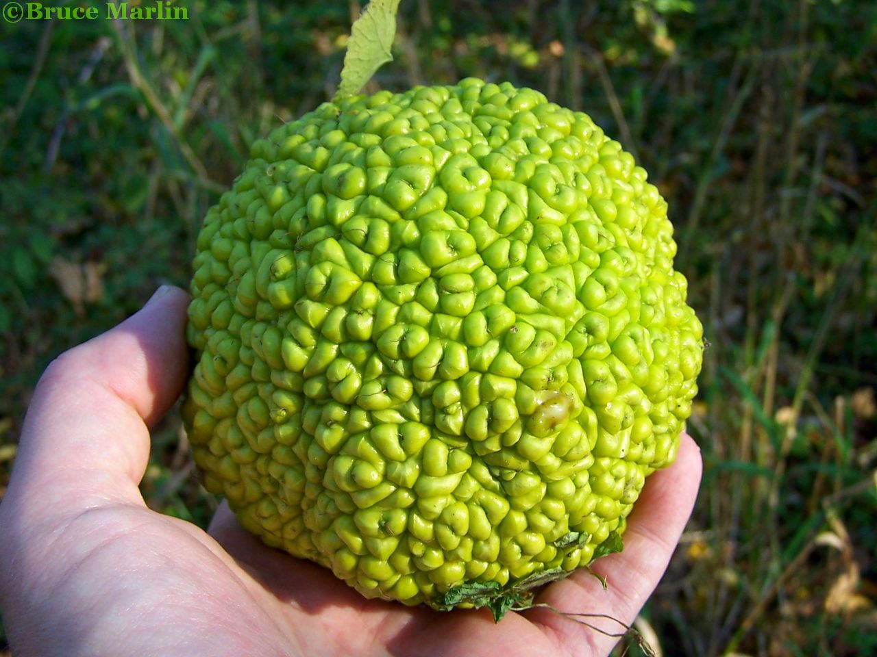 Moraceae - Mulberry Family (osage orange fruit)