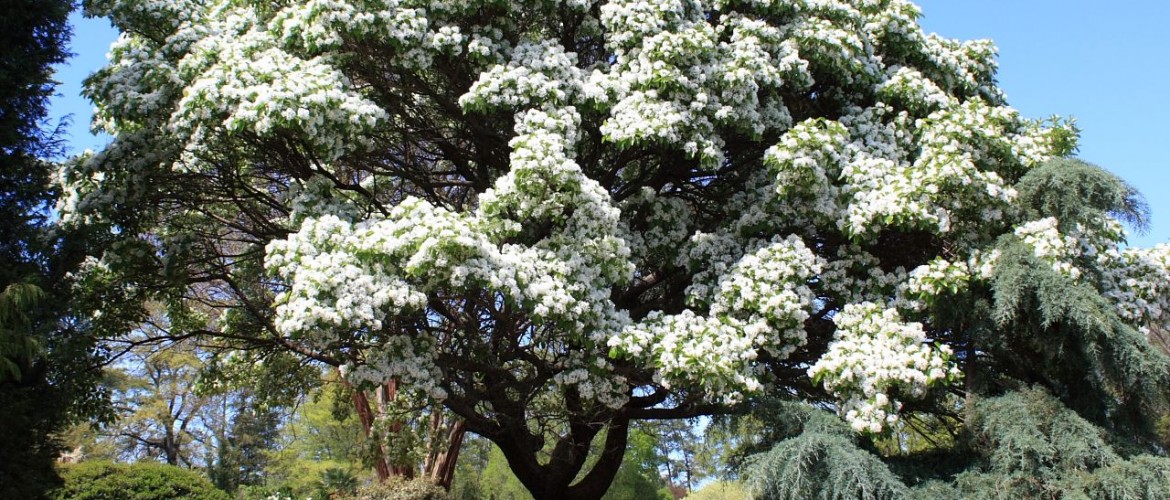 Oleaceae - Olive Family - Chinese Fringe Tree