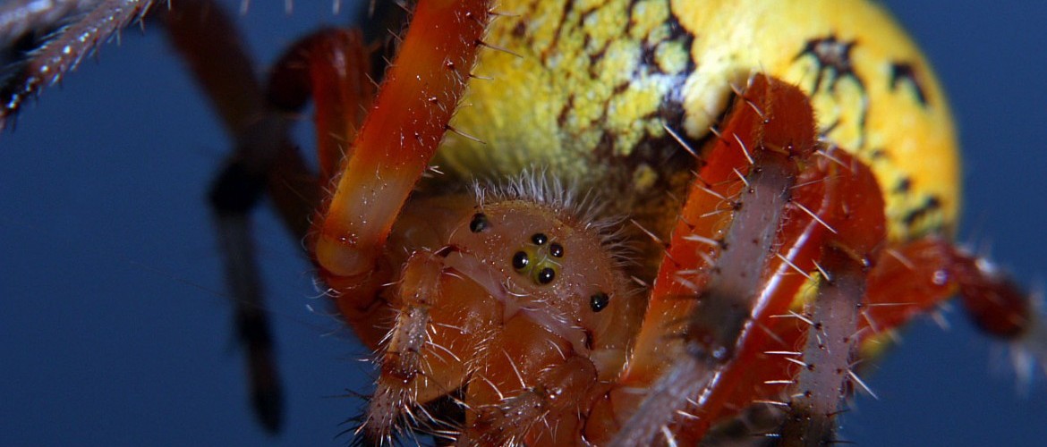 Marbled Orbweaver Female