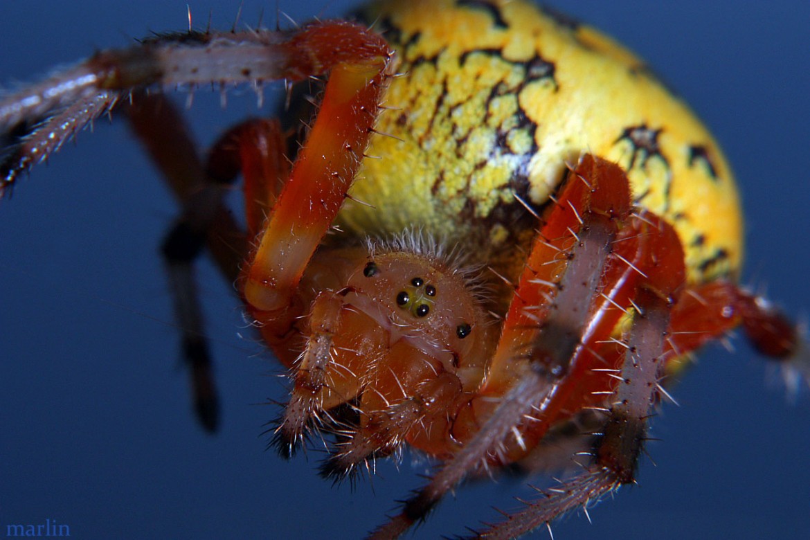 Marbled Orbweaver Female