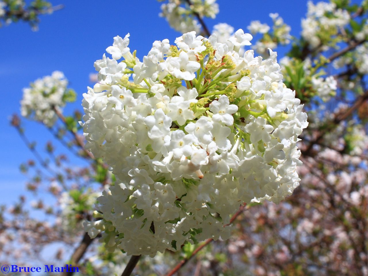 Adoxaceae Viburnum flowers