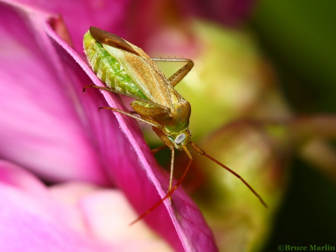 Alfalfa Bug