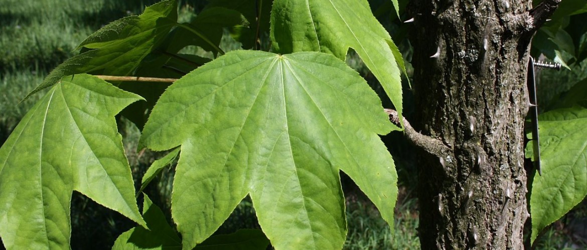 Araliaceae - Castor-aralia foliage & bark