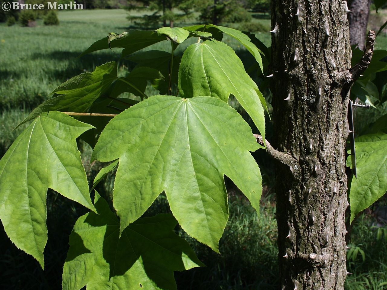 Araliaceae - Castor-aralia foliage & bark