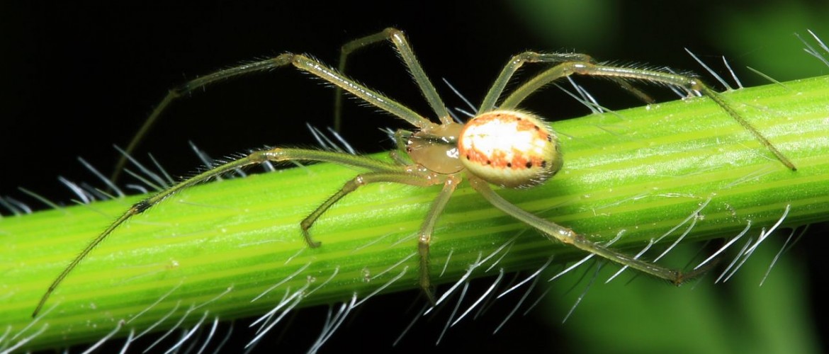 Cobweb Spider - Enoplognatha ovata