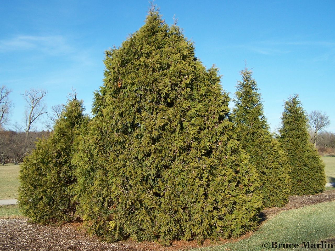 Family Cupressaceae - Elegant Arborvitae