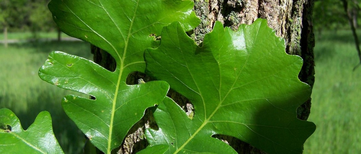 Bur Oak Leaves & bark