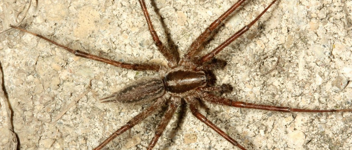 Grass Spider