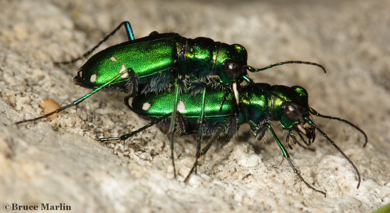 Six-spotted green tiger beetles