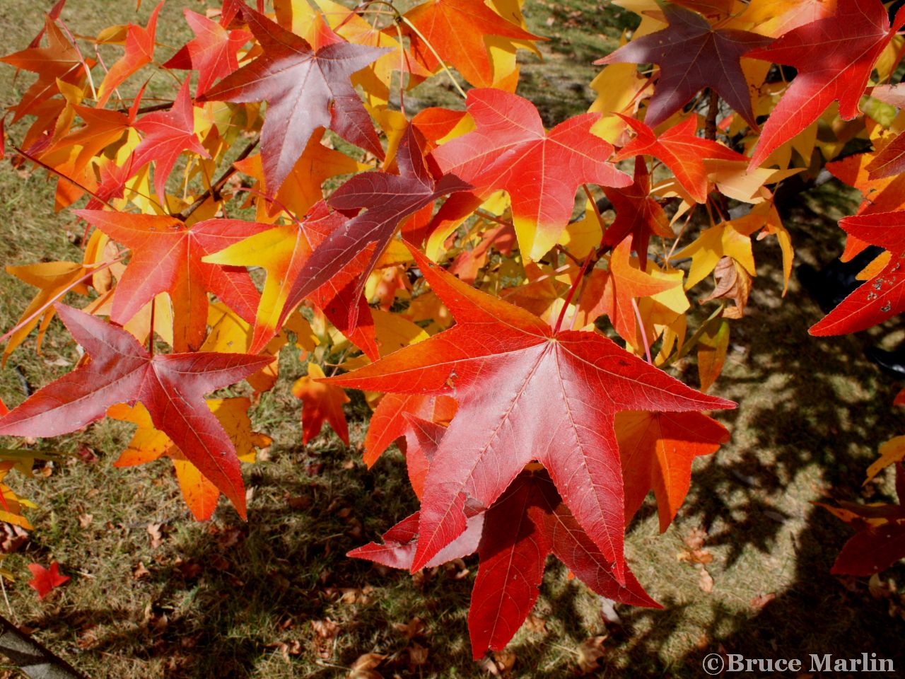 Family Hamamelidaceae - sweet gum foliage