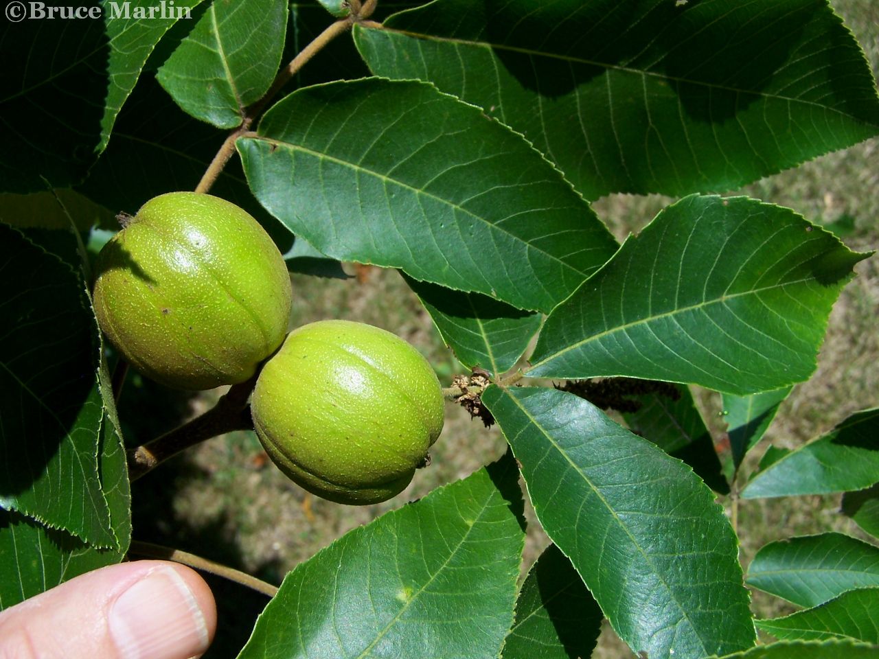 Hickory Nuts & Foliage