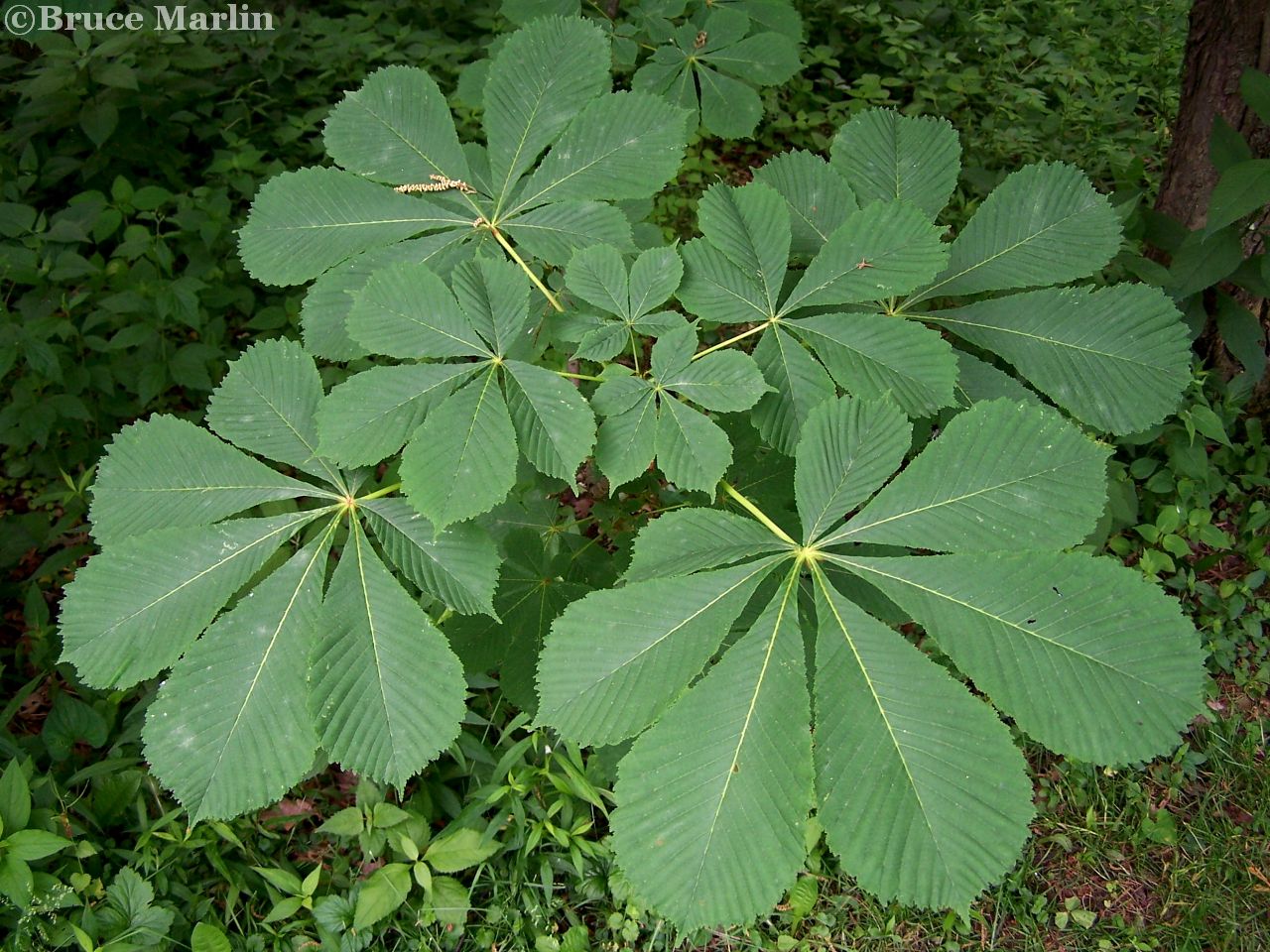 Family Hippocastanaceae - Buckeye, Horse-Chestnut