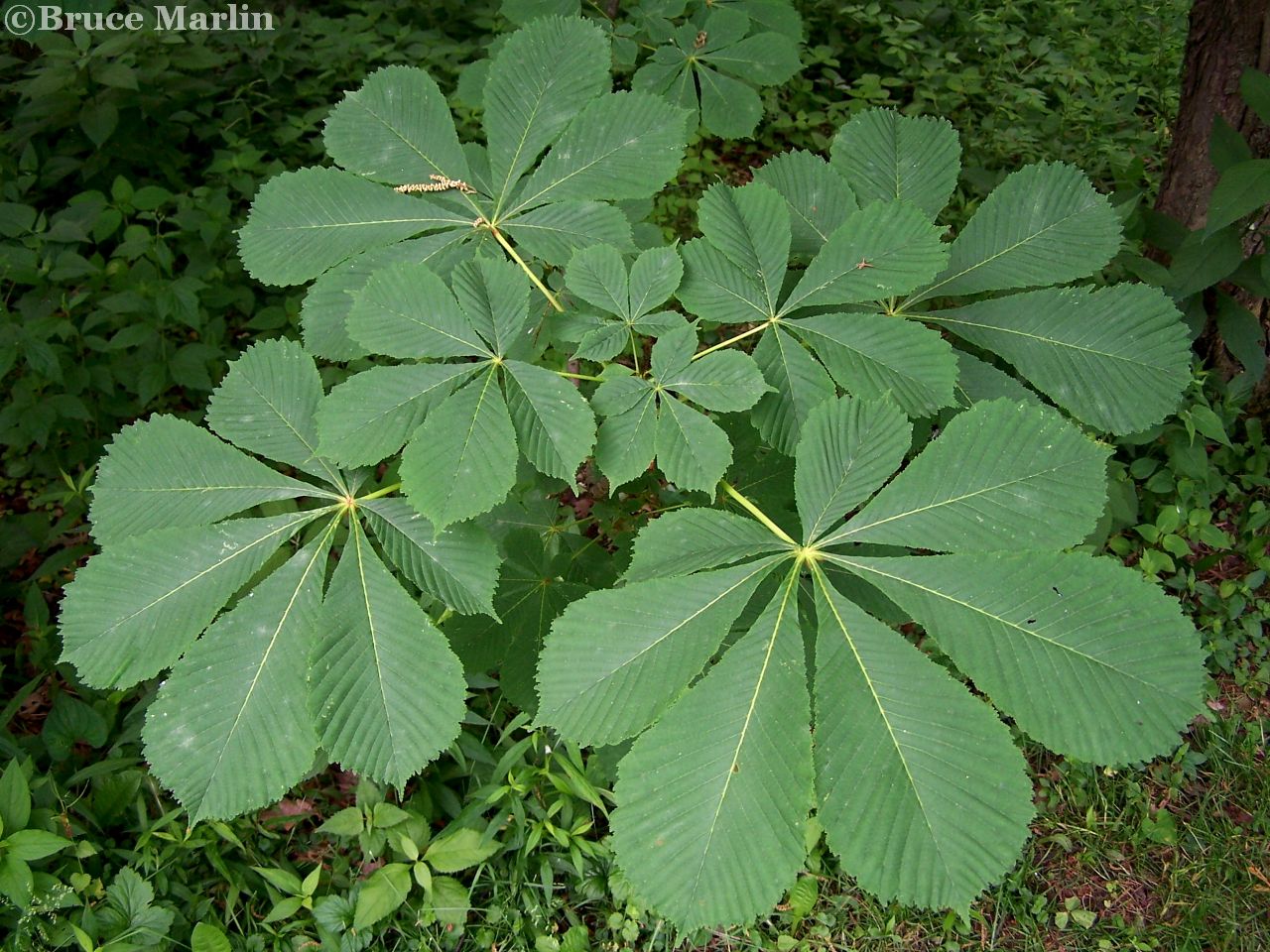 Horse Chestnut leaf arrangement