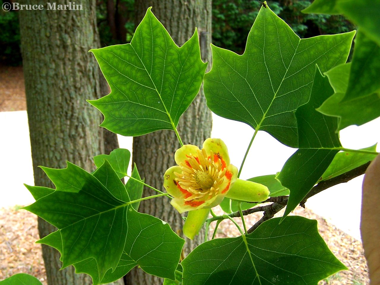 Magnolia Family; Tuliptree flower & foliage