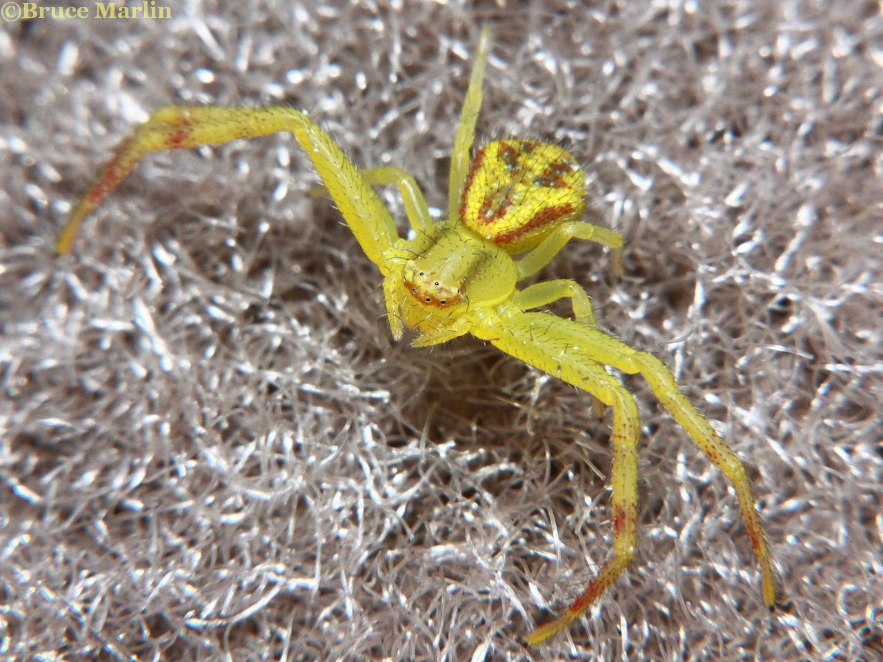Northern Crab Spider Mecaphesa asperata North American Insects & Spiders