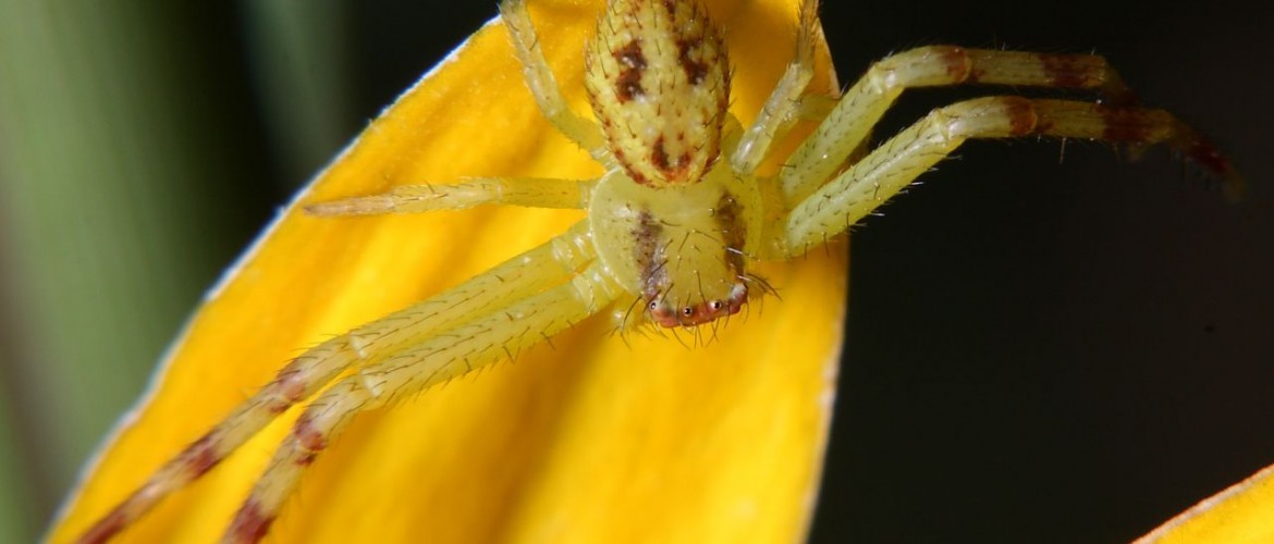 Northern Crab Spider