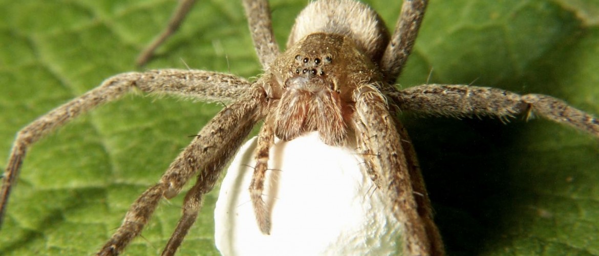 Nursery Web Spider with Egg Sac
